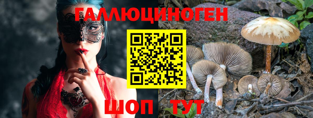 как найти наркотики  Вход с VPN  Гусев  Псилоцибиновые грибы GOLDEN TEACHER 